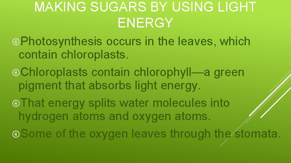 MAKING SUGARS BY USING LIGHT ENERGY Photosynthesis occurs in the leaves, which contain chloroplasts.