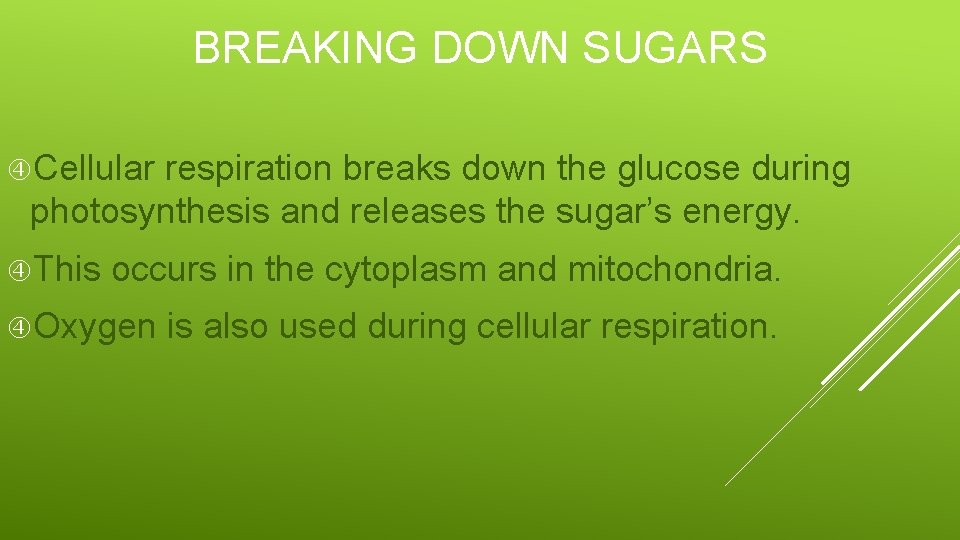 BREAKING DOWN SUGARS Cellular respiration breaks down the glucose during photosynthesis and releases the
