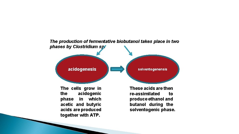 The production of fermentative biobutanol takes place in two phases by Clostridium sp. acidogenesis