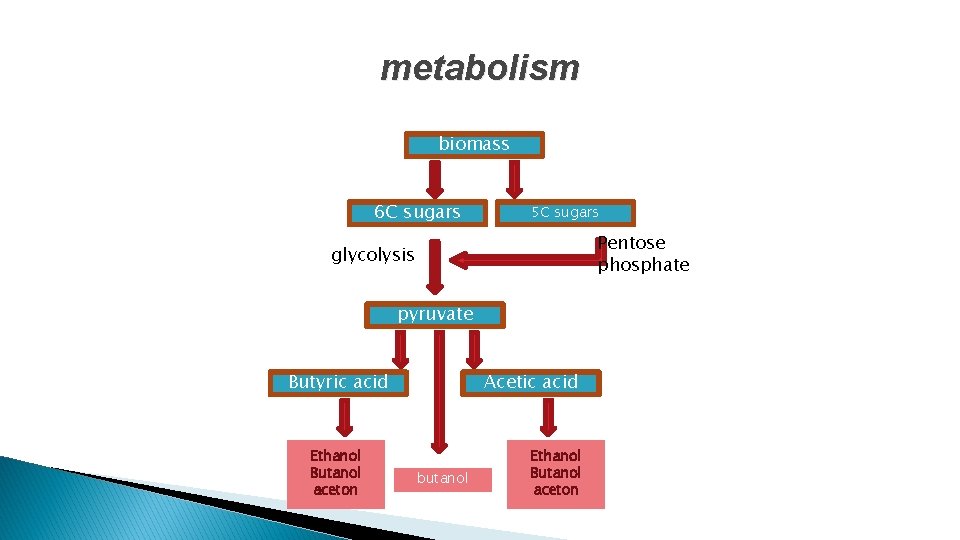 metabolism biomass 6 C sugars 5 C sugars Pentose phosphate glycolysis pyruvate Butyric acid