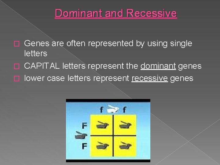 Dominant and Recessive Genes are often represented by usingle letters � CAPITAL letters represent