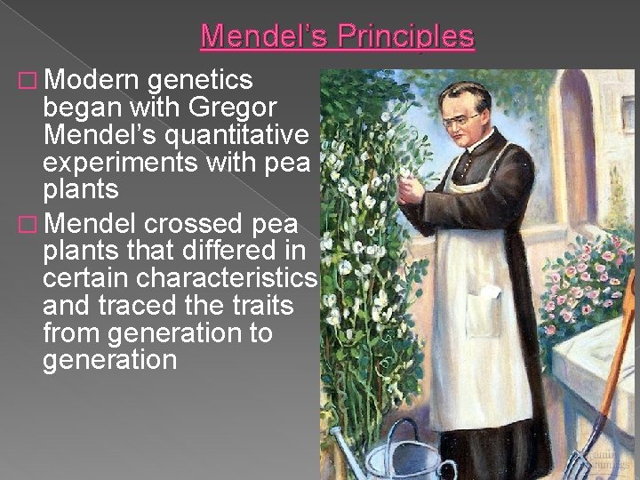 Mendel’s Principles � Modern genetics began with Gregor Mendel’s quantitative experiments with pea plants