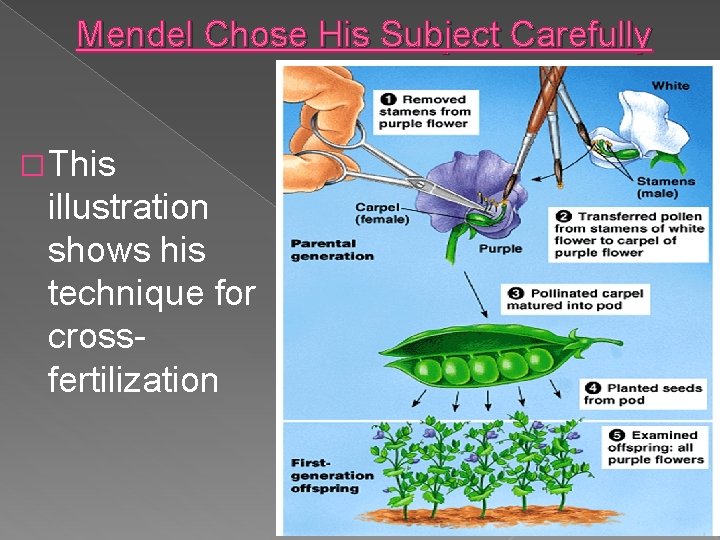 Mendel Chose His Subject Carefully � This illustration shows his technique for crossfertilization 
