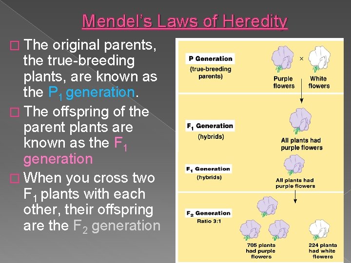 Mendel’s Laws of Heredity � The original parents, the true-breeding plants, are known as