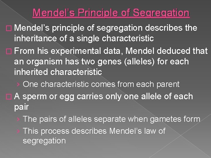 Mendel’s Principle of Segregation � Mendel’s principle of segregation describes the inheritance of a