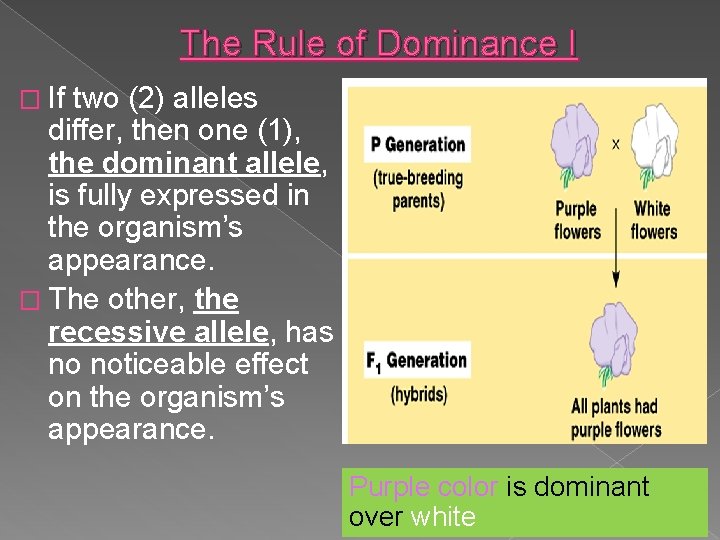 The Rule of Dominance I � If two (2) alleles differ, then one (1),