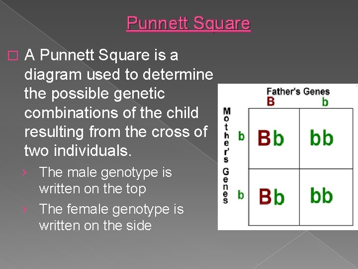 Punnett Square � A Punnett Square is a diagram used to determine the possible