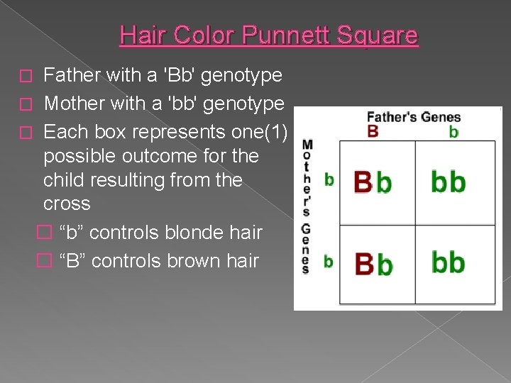 Hair Color Punnett Square Father with a 'Bb' genotype � Mother with a 'bb'