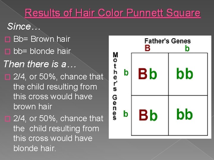 Results of Hair Color Punnett Square Since… Bb= Brown hair � bb= blonde hair