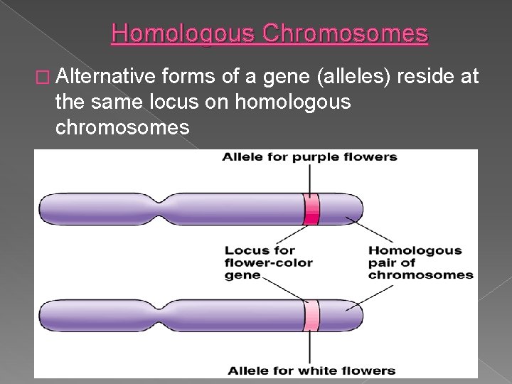 Homologous Chromosomes � Alternative forms of a gene (alleles) reside at the same locus