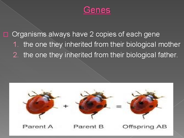Genes � Organisms always have 2 copies of each gene 1. the one they