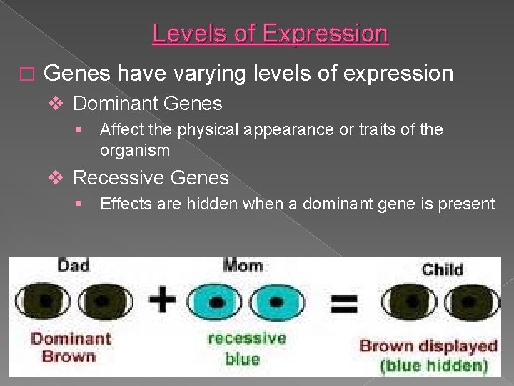 Levels of Expression � Genes have varying levels of expression v Dominant Genes §