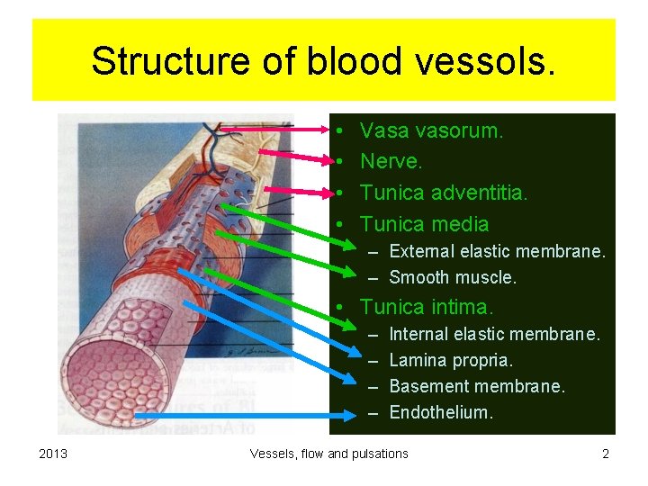 Structure of blood vessols. • • Vasa vasorum. Nerve. Tunica adventitia. Tunica media –