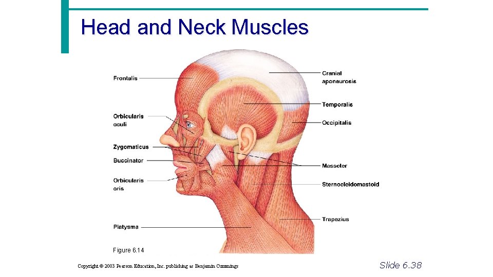 Head and Neck Muscles Figure 6. 14 Copyright © 2003 Pearson Education, Inc. publishing