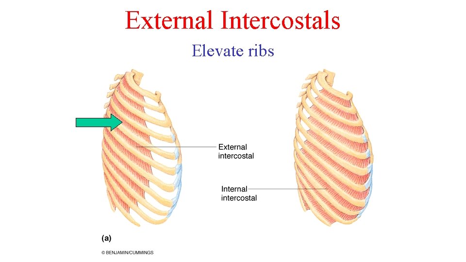 External Intercostals Elevate ribs 