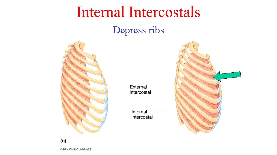 Internal Intercostals Depress ribs 
