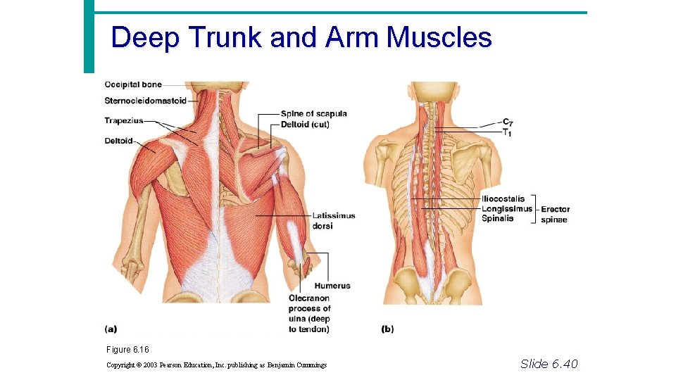 Deep Trunk and Arm Muscles Figure 6. 16 Copyright © 2003 Pearson Education, Inc.
