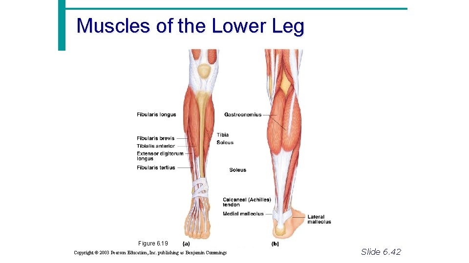 Muscles of the Lower Leg Figure 6. 19 Copyright © 2003 Pearson Education, Inc.