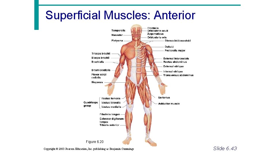 Superficial Muscles: Anterior Figure 6. 20 Copyright © 2003 Pearson Education, Inc. publishing as