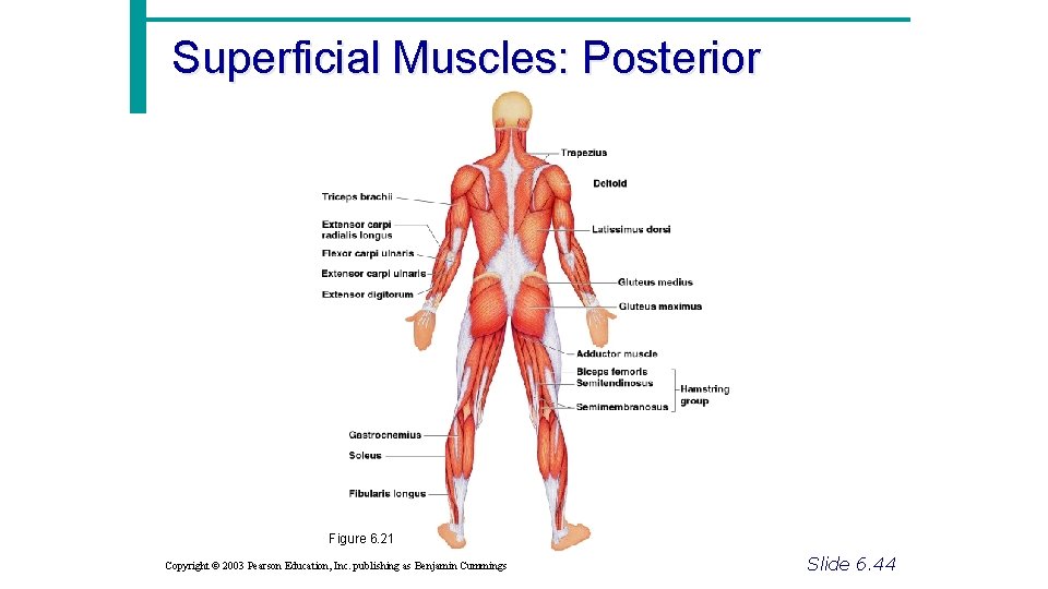 Superficial Muscles: Posterior Figure 6. 21 Copyright © 2003 Pearson Education, Inc. publishing as