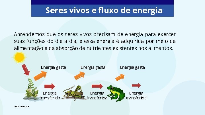 Seres vivos e fluxo de energia Aprendemos que os seres vivos precisam de energia Seres vivos e fluxo de energia Aprendemos que os seres vivos precisam de energia