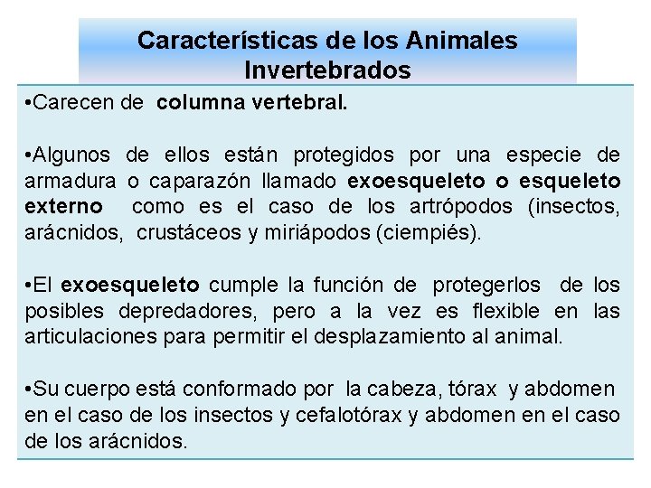 Características de los Animales Invertebrados • Carecen de columna vertebral. • Algunos de ellos