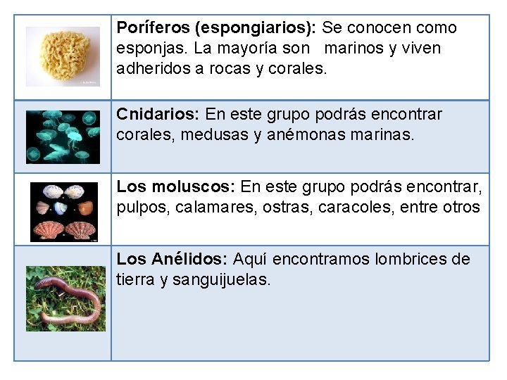 Poríferos (espongiarios): Se conocen como esponjas. La mayoría son marinos y viven adheridos a