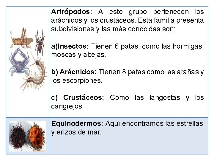 Artrópodos: A este grupo pertenecen los arácnidos y los crustáceos. Esta familia presenta subdivisiones