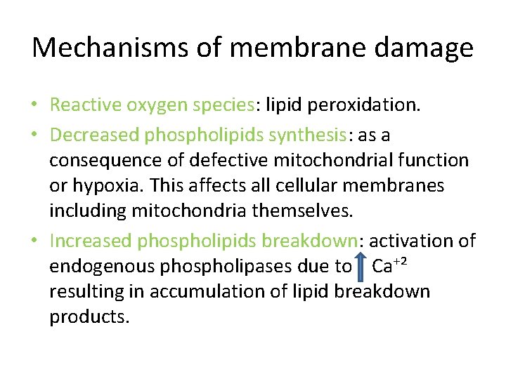 Mechanisms of membrane damage • Reactive oxygen species: lipid peroxidation. • Decreased phospholipids synthesis: