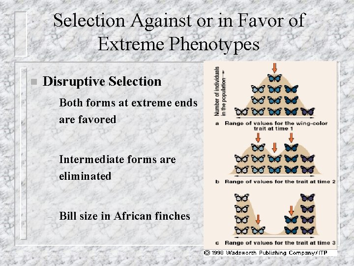 Selection Against or in Favor of Extreme Phenotypes n Disruptive Selection – Both forms