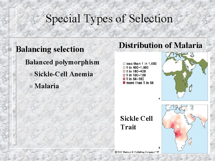 Special Types of Selection n Balancing selection – Distribution of Malaria Balanced polymorphism n