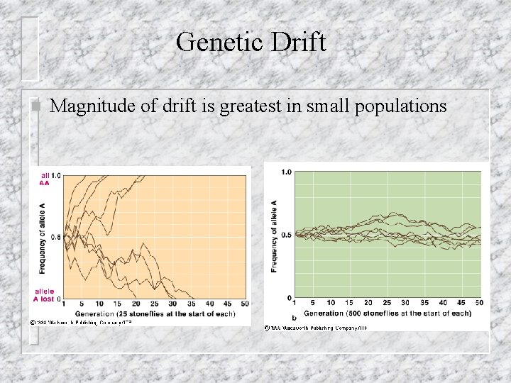 Genetic Drift n Magnitude of drift is greatest in small populations 