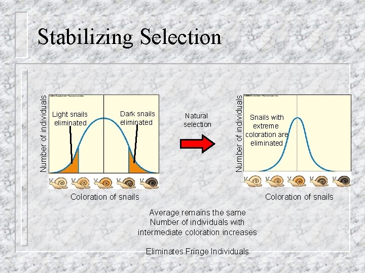 Light snails eliminated Dark snails eliminated Natural selection Number of individuals Stabilizing Selection Snails