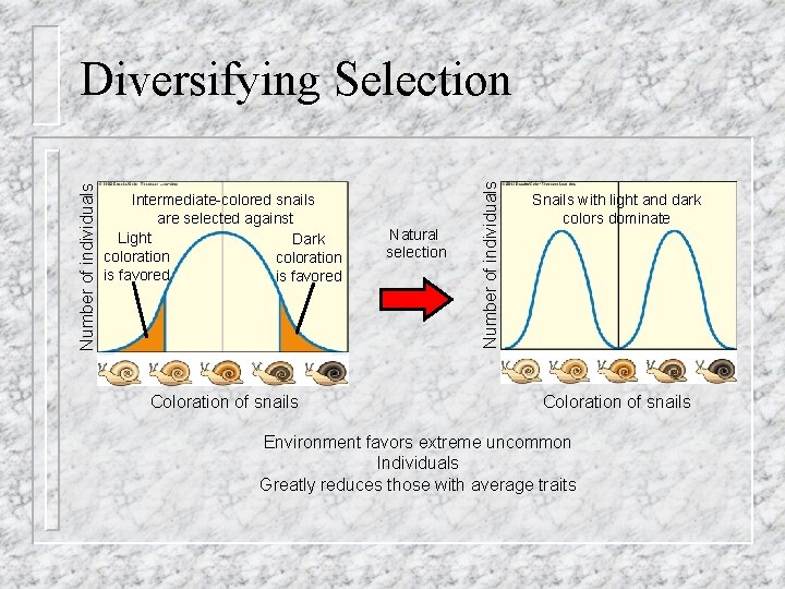 Intermediate-colored snails are selected against Light Dark coloration is favored Coloration of snails Natural