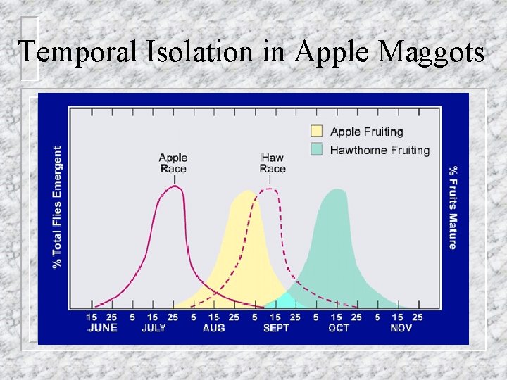 Temporal Isolation in Apple Maggots 