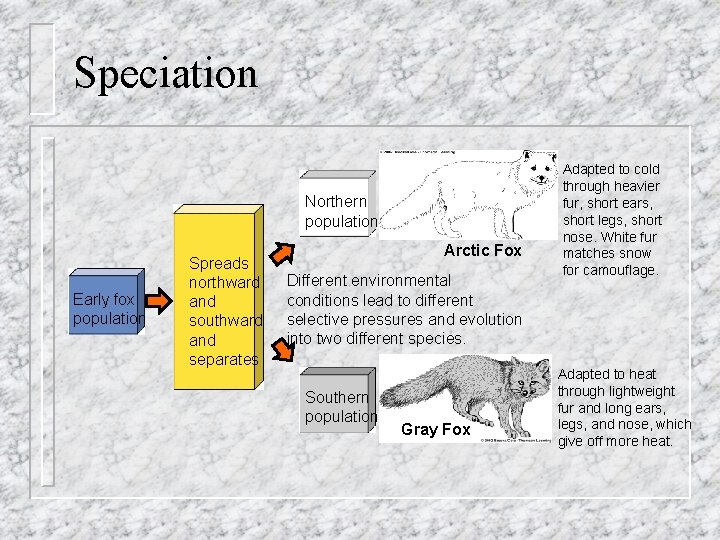 Speciation Northern population Early fox population Spreads northward and southward and separates Arctic Fox