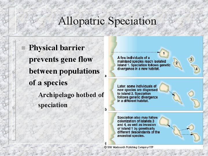 Allopatric Speciation n Physical barrier prevents gene flow between populations of a species –