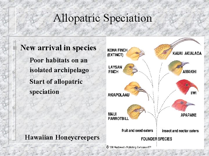 Allopatric Speciation n New arrival in species – Poor habitats on an isolated archipelago