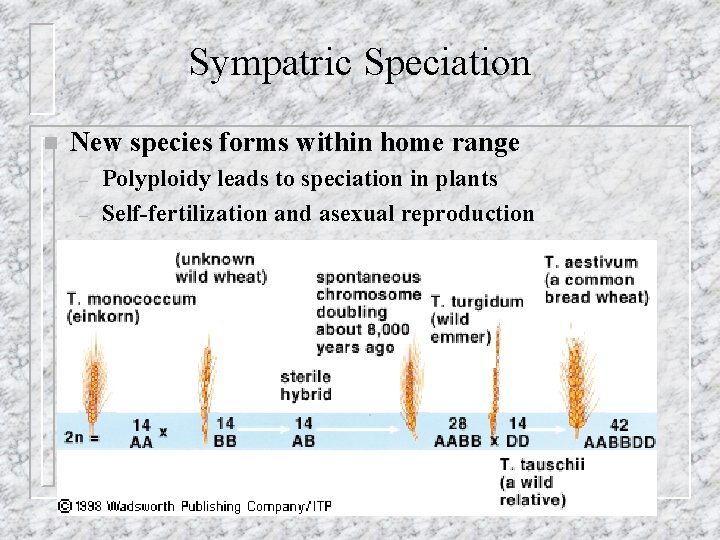 Sympatric Speciation n New species forms within home range – – Polyploidy leads to