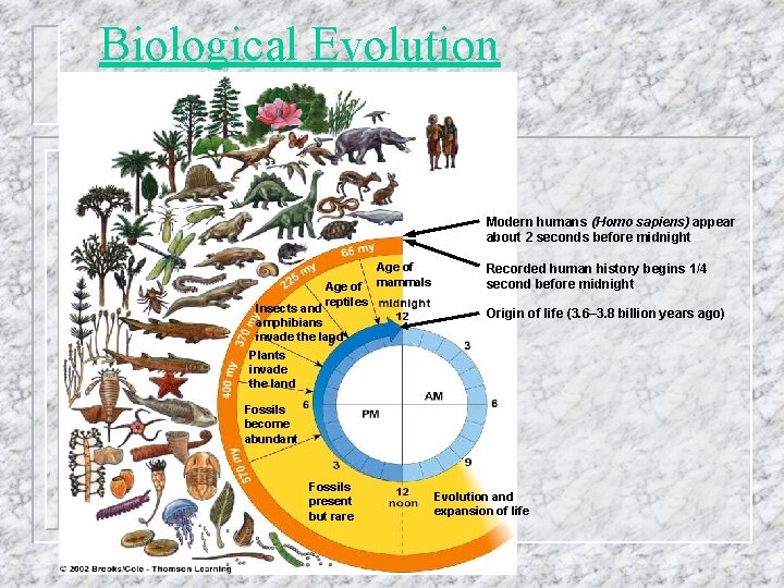 Biological Evolution Modern humans (Homo sapiens) appear about 2 seconds before midnight Age of