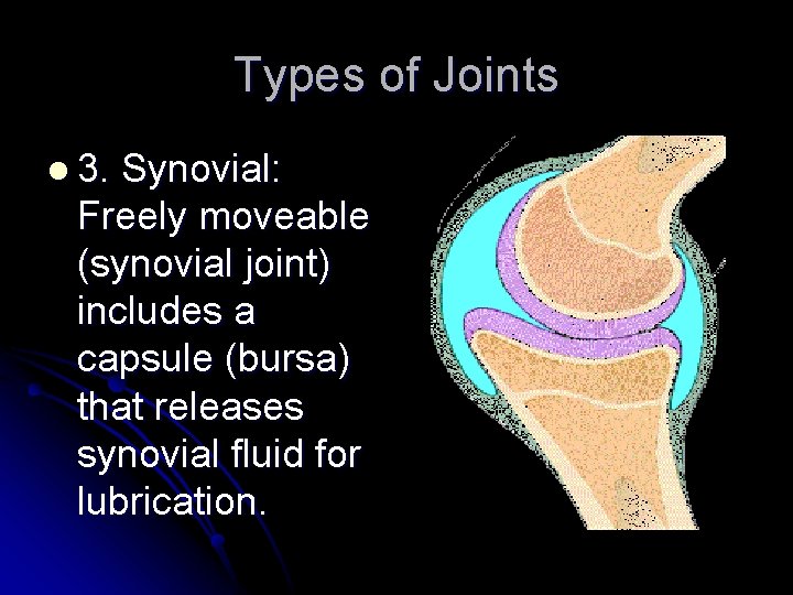 Types of Joints l 3. Synovial: Freely moveable (synovial joint) includes a capsule (bursa)