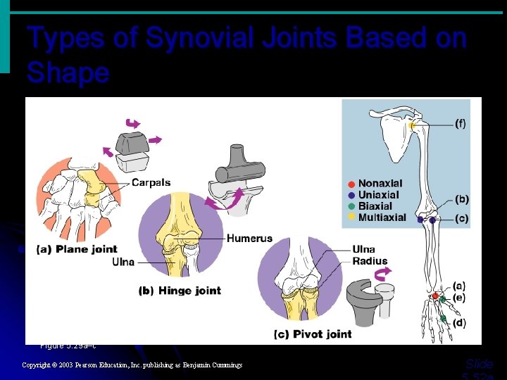 Types of Synovial Joints Based on Shape Figure 5. 29 a–c Copyright © 2003