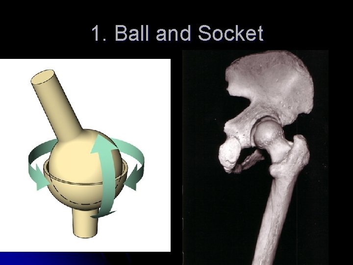 1. Ball and Socket 