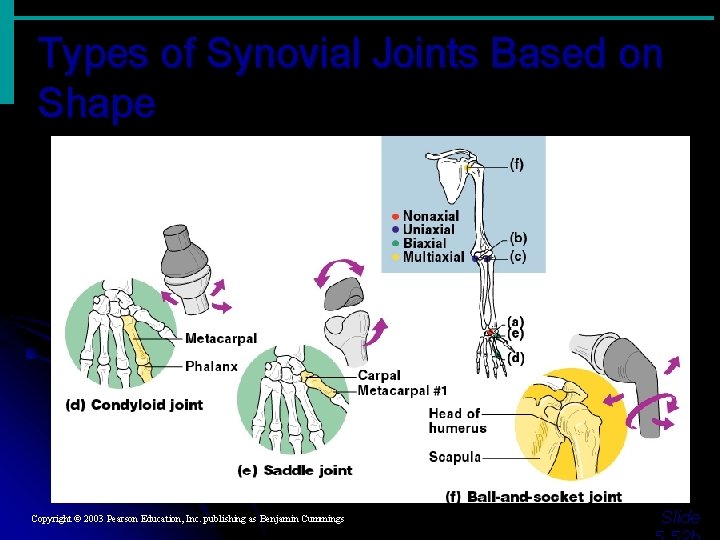 Types of Synovial Joints Based on Shape Figure 5. 29 d–f Copyright © 2003