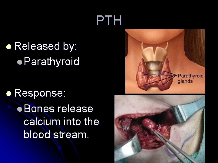 PTH l Released by: l Parathyroid l Response: l Bones release calcium into the