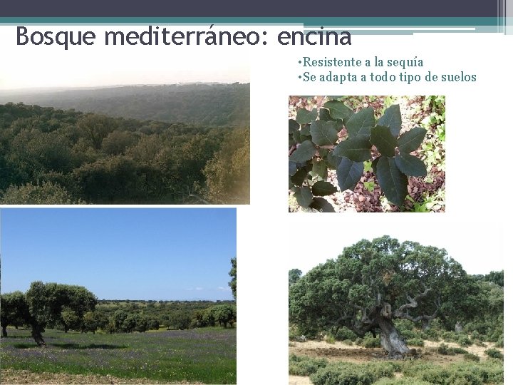 Bosque mediterráneo: encina • Resistente a la sequía • Se adapta a todo tipo