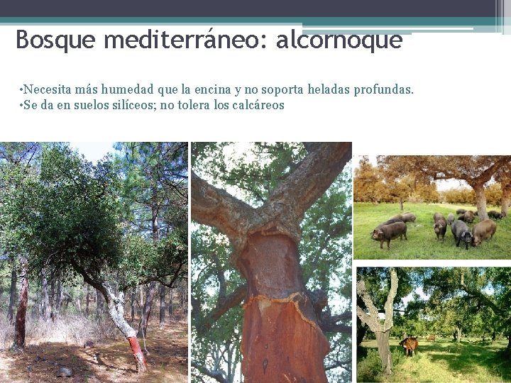 Bosque mediterráneo: alcornoque • Necesita más humedad que la encina y no soporta heladas