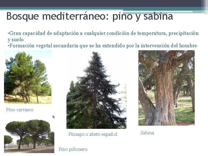Bosque mediterráneo: pino y sabina • Gran capacidad de adaptación a cualquier condición de