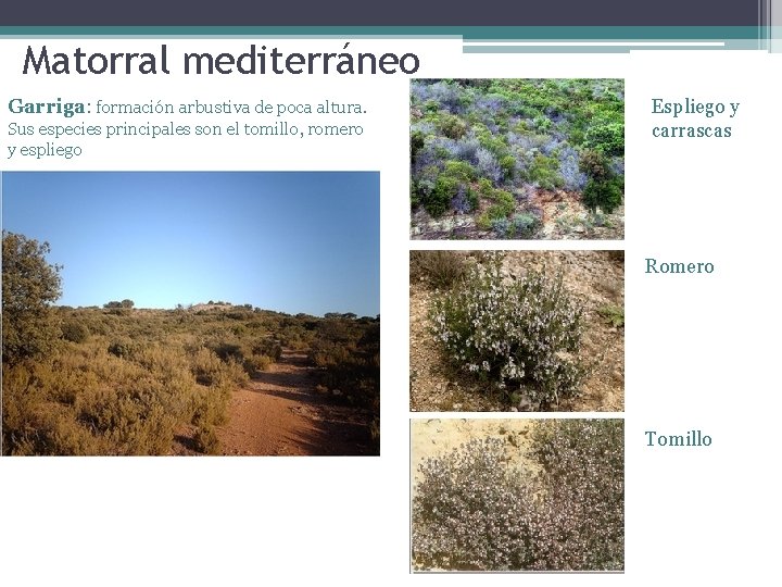 Matorral mediterráneo Garriga: formación arbustiva de poca altura. Sus especies principales son el tomillo,