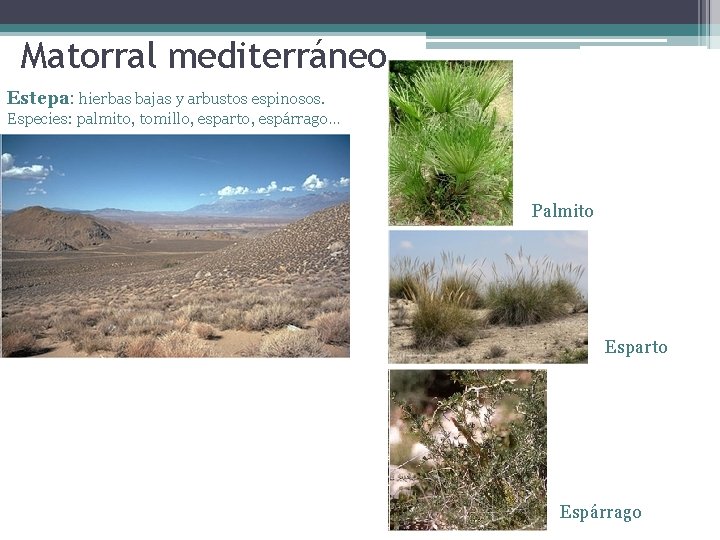 Matorral mediterráneo Estepa: hierbas bajas y arbustos espinosos. Especies: palmito, tomillo, esparto, espárrago… Palmito